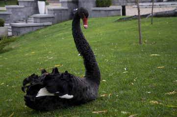  black swan
