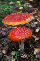 Amanita growing under a pine tree.