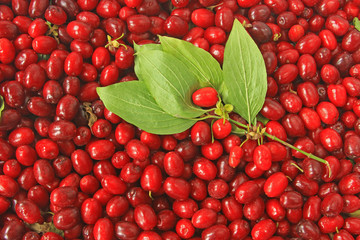 Kornelkirsche - Cornus mas