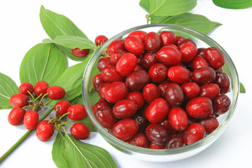 Kornelkirsche - Cornus mas