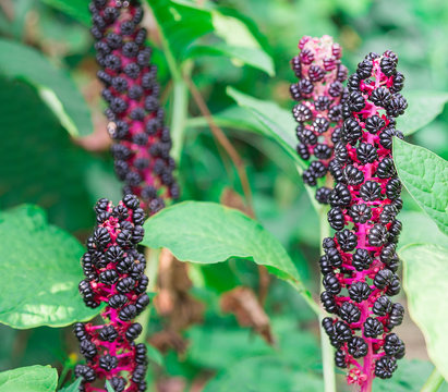 pokeweed