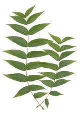 green leaves of black walnut tree