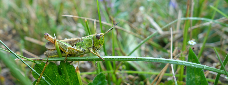 Sauterelle humide