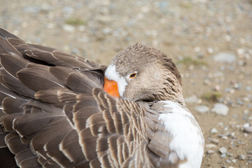 Canard brun blanc orange