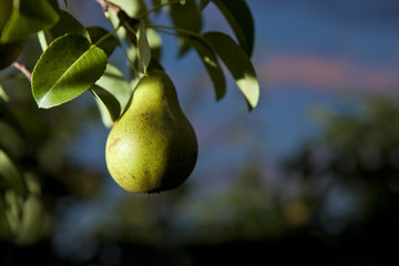 Gruszka rosnąca na drzewie