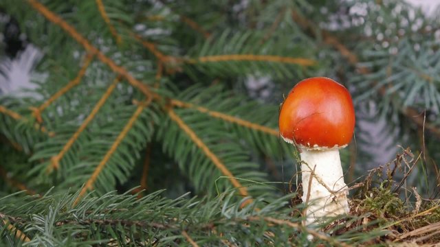 amanita poisonous mushroom in nature