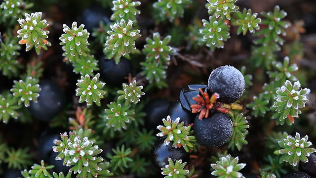 Alpine dwarf shrub Empetrum nigrum - black crowberry
