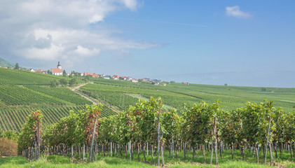 Fototapeta na wymiar der beliebte Weinort Weyher an der Deutschen Weinstrasse