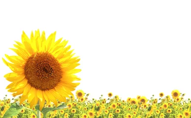 Zelfklevend Fotobehang Sunflowers © frenta