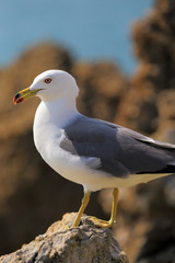 ウミネコ