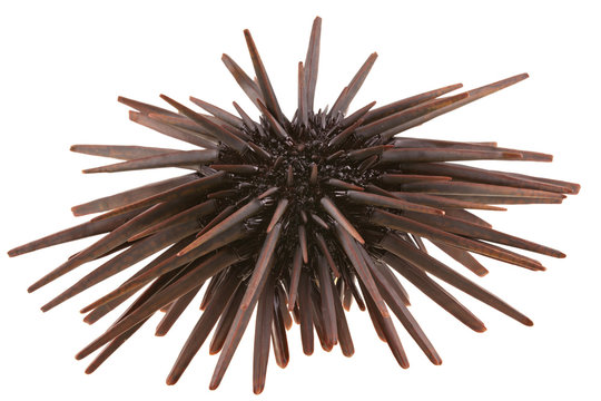 oursin crayon, Heterocentrotus mammillatus