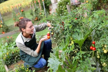 Woman in kitchen garden picking tomatoes - obrazy, fototapety, plakaty