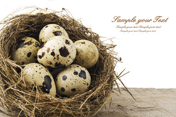 Obraz premium quail eggs in nest