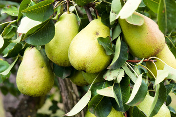 Pears tree