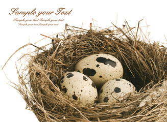 Obraz premium quail eggs in nest
