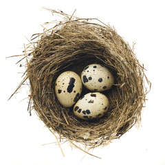 quail eggs in nest