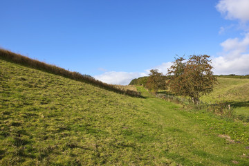 hawtorn and meadows