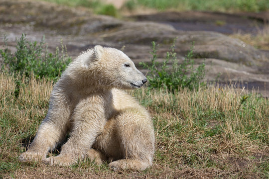 Eisbärenjunges