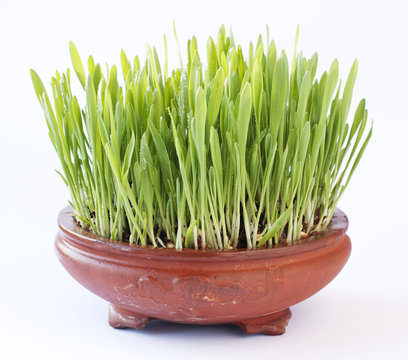 Gerstengras in einer Tonschale.
