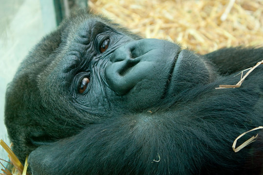 resting female gorilla 2535