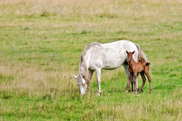 Obraz na płótnie Canvas Horse white with bay foal