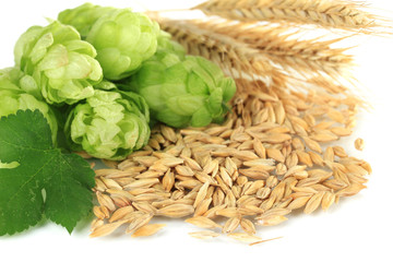 Fresh green hops and barley, isolated on white