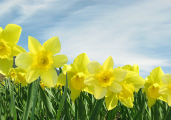 Fototapeta na wymiar Field of Yellow Daffodils