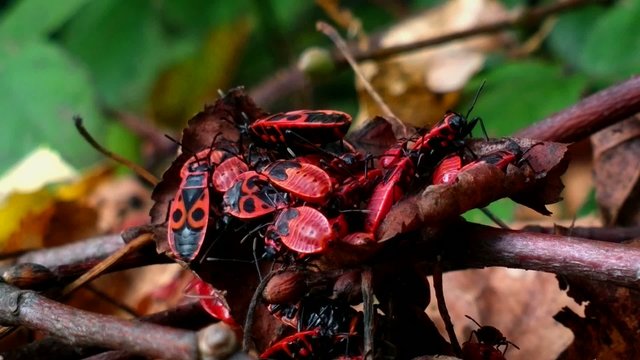 Lot of firebugs (Pyrrhocoris apterus) on a small branch