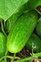 Obraz premium Gurken Pflanze.