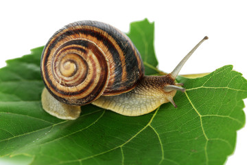 Snail on leaf close-up