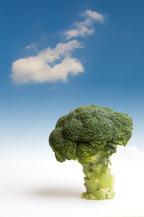 Albero dei broccoli