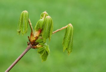Start of the life on a small chestnut tree branch.