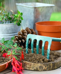 plantation de rempotage de plante