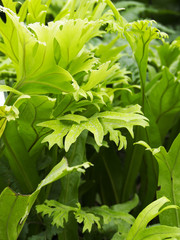 Obraz premium Fern leaves