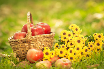 Fototapeta na wymiar Basket with red apples in autumn