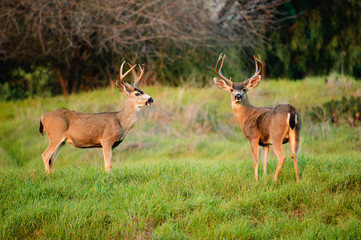 Black-tailed deer bucks