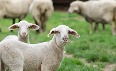 Portrait of curious lamb on grass field