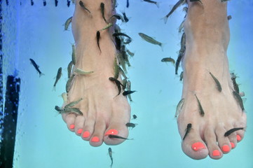 Fish spa pedicure with the fish rufa garra