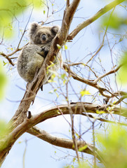 Koala, Australien