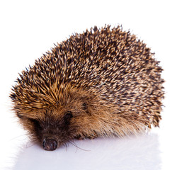 hedgehog isolated on white background
