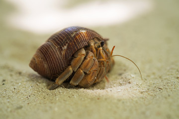 cancer hermit closeup