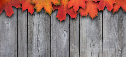 Herbstblätter vor grauer Holzwand  2