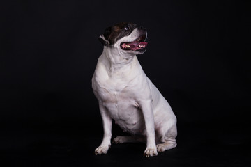 american bulldog on black background