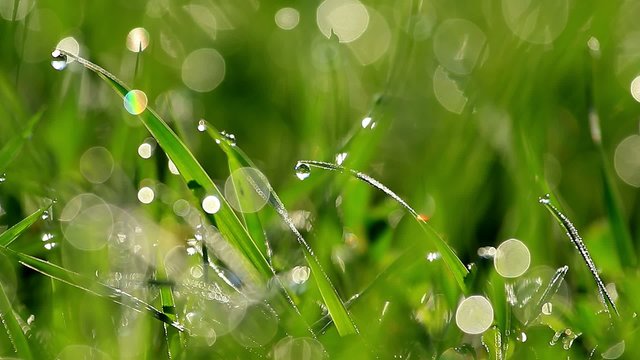 Green grass at the morning