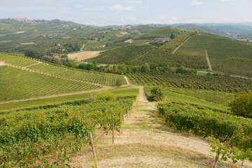 Fototapeta na wymiar Winnice w Barolo - Piemont