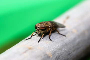 Fliege