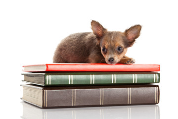 chihuahua isolated on white background