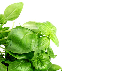 Basil leaves close up on white 