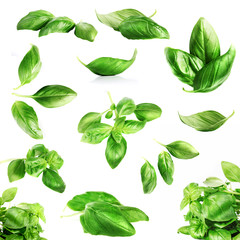 Basil leaves close up on white 
