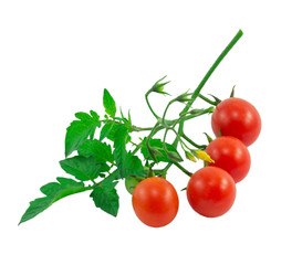 tomatoes © olya6105